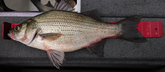 Whitebass.jpg